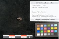 Foto (Objekt + Etikett) von Pleioclinis sheperdi F.V. Mueller (NHMW-GEO-2024-0188-10472)